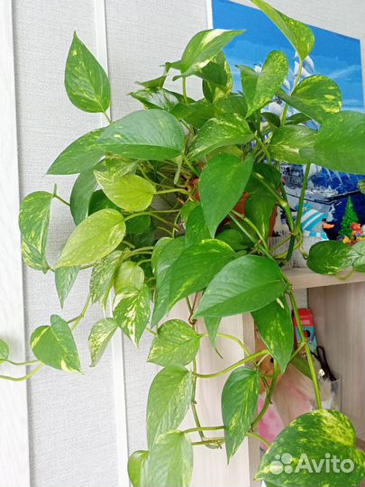 Комнатные цветы