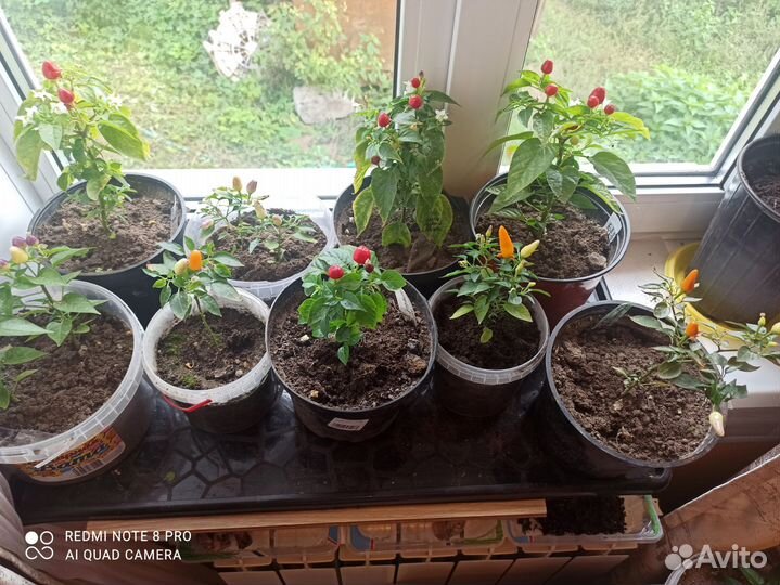 Перец комнатный острый