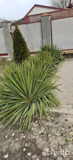 Юкка садовая