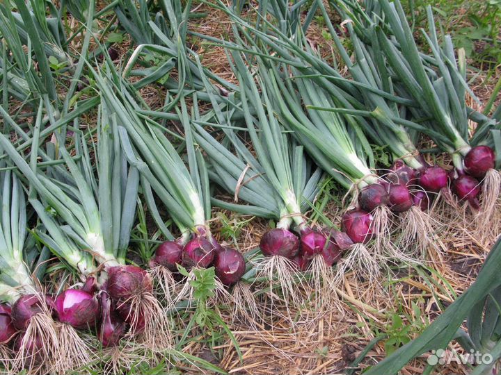 Ялтинский лук семена