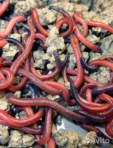Червь навозный красный/зелёный 20-25 гр