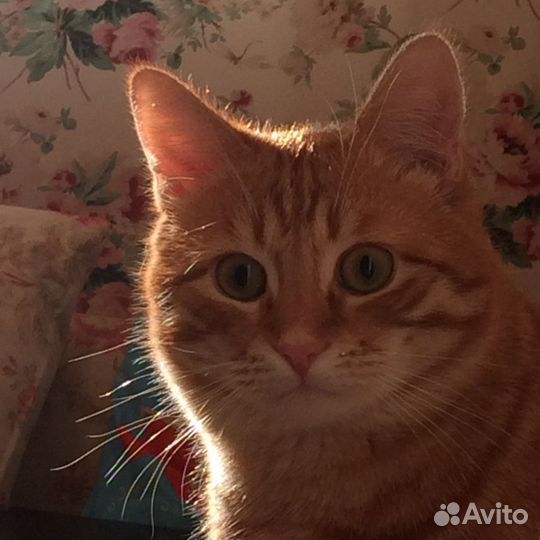 Передержка кошек и собак в 3х комнатной квартире