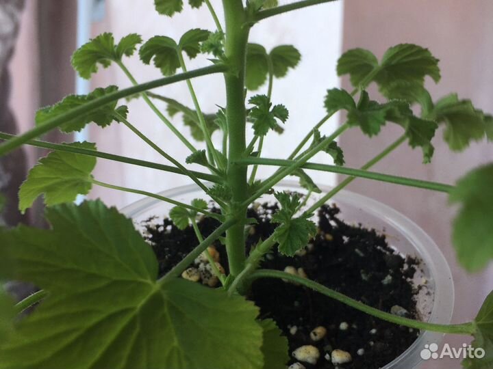 Пеларгония/герань Душистая