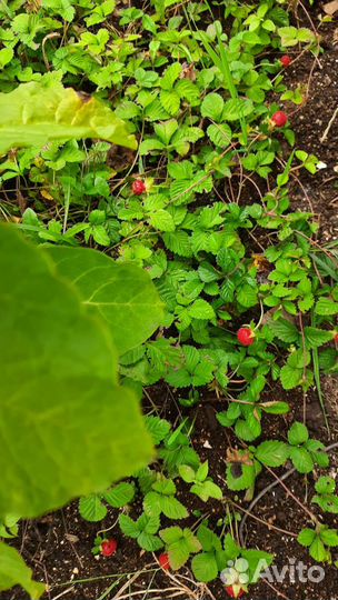 Почвопокровник. Усы.Доставлю