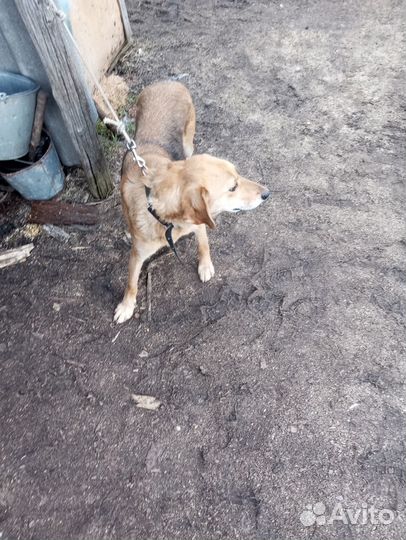 Русская гончая