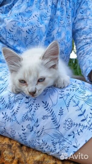 Котик в добрые руки