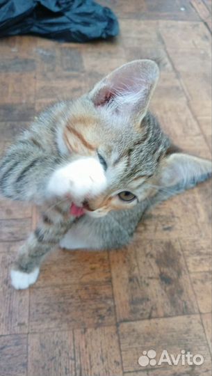 Котята ищут дом