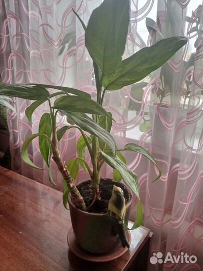 Комнатные цветы