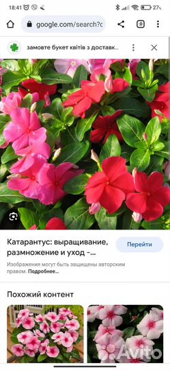 Катарантус, многолетнее, красивоцветущее растение