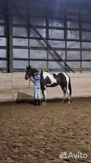 Лошадь в аренду