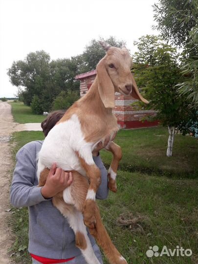 Козлики нубокамори