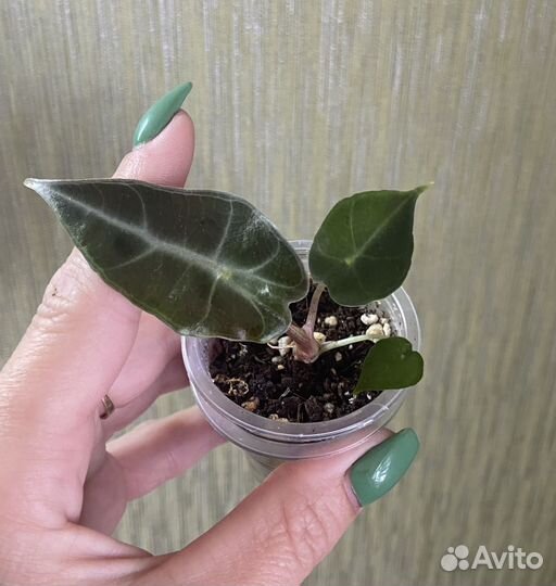 Комнатные растения цветы