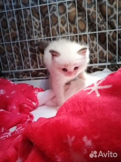 Котята рэгдолл