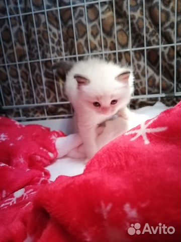 Котята рэгдолл