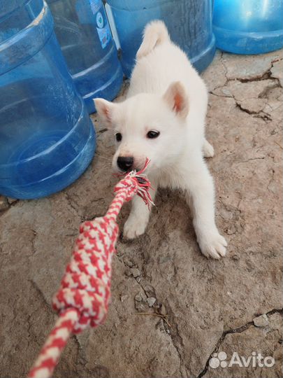 Продам щенков хаски