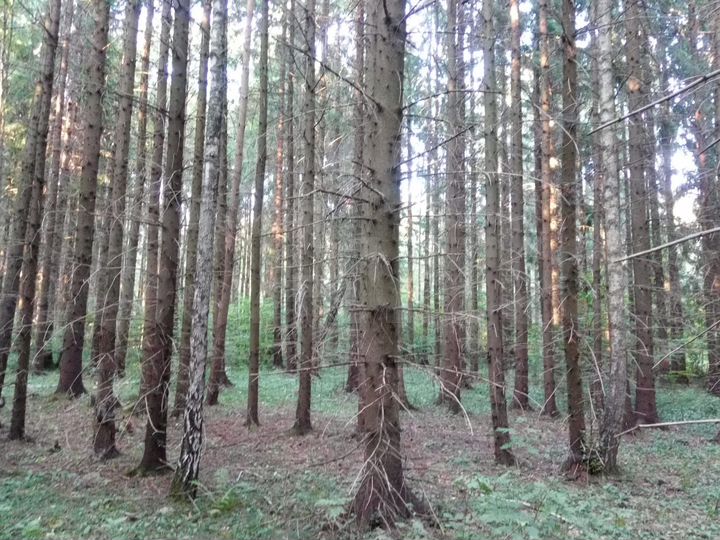 Участок 13 сот. (СНТ, ДНП)