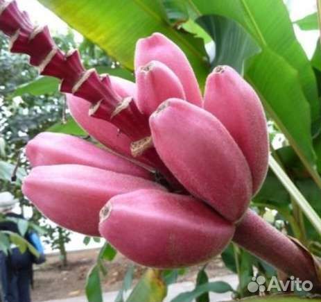 Бананы семена