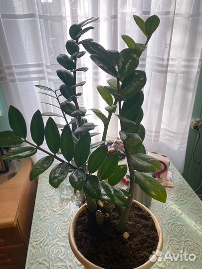 Замиокулькас