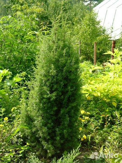 Можжевельник, туя, самшид саженцы