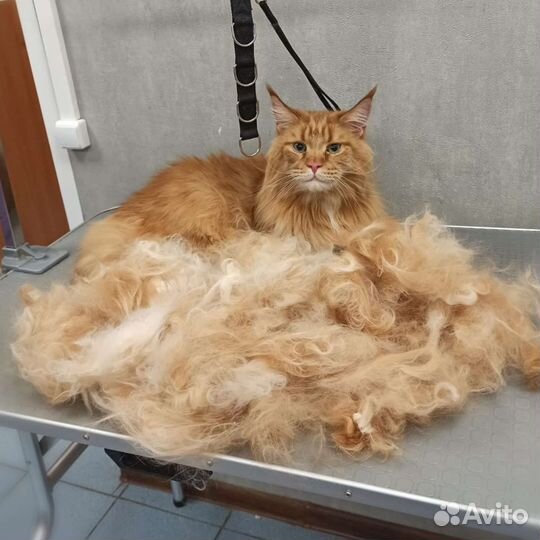 Стрижка собак и кошек в зоосалоне Пушистый франт