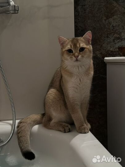 Кот британец золотая шиншила для вязки