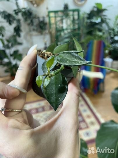 Хойя, сциндапсус, монстера, филодендрон, сингониум