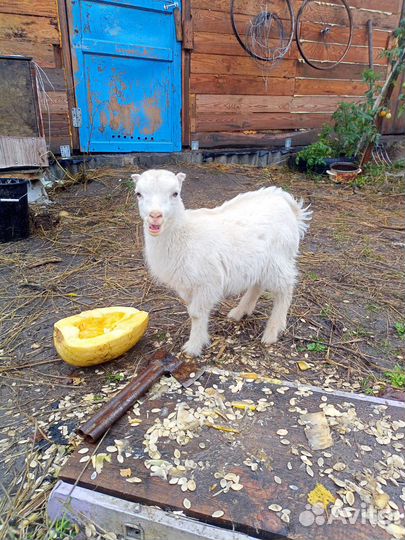 Козел ламанча