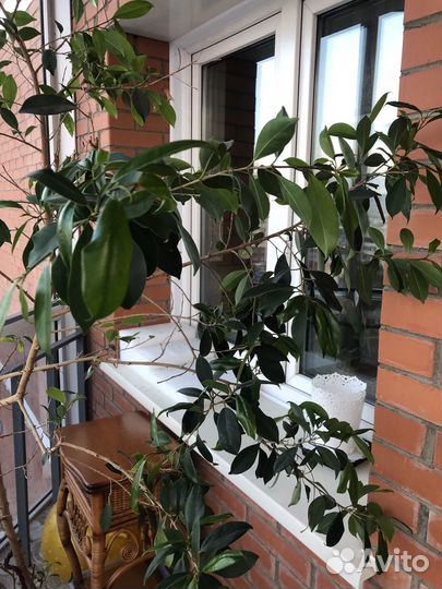 Фикус бенджамина