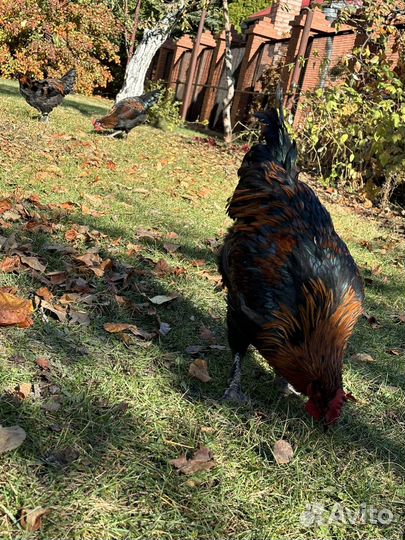 Молодой петух маран