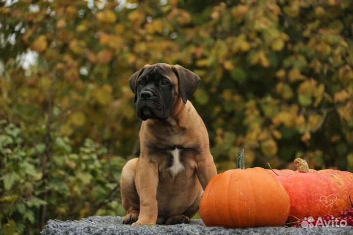 Бульмастиф