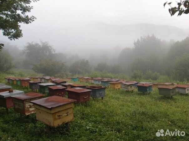 Мед 2024 года Алтайский опт