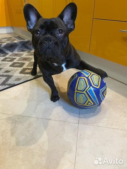 Вязка собаки