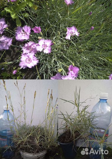 Саженцы декоративных кустарников и многолетников