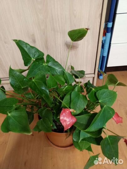 Антуриум красныйТорг(много отростков )