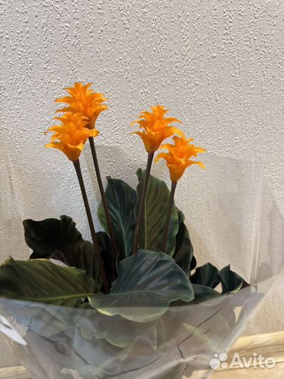 Калатея кроката