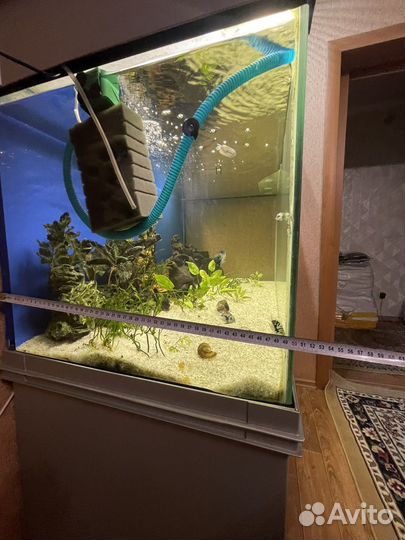 Аквариум с рыбками