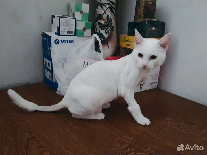 Передержка животных