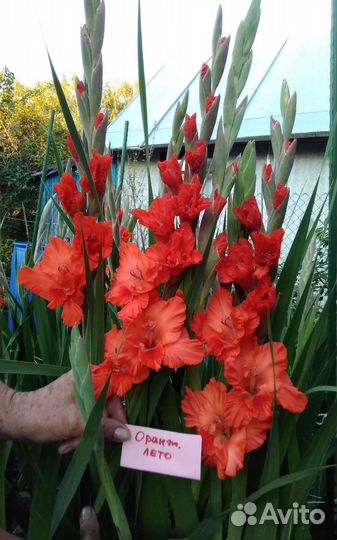 Гладиолусы луковицы