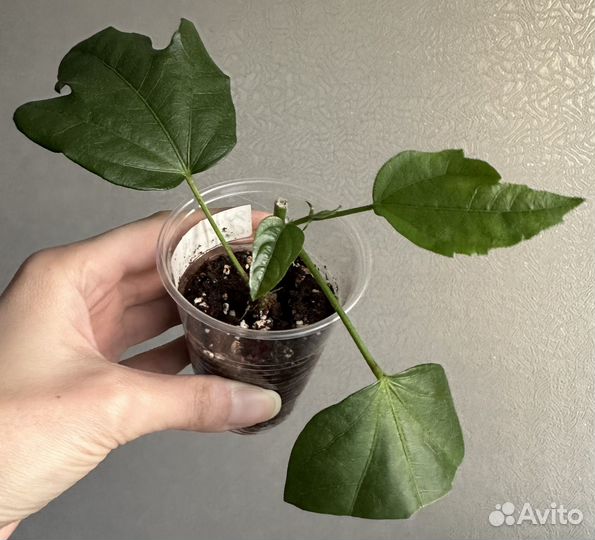 Сортовые гибискусы