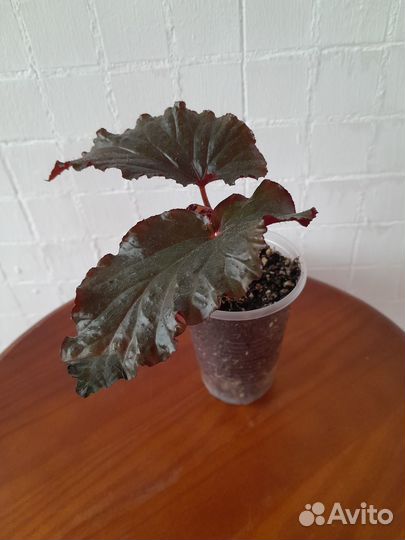 Бегония тростниковая или Кейн (Cane-like begonias)