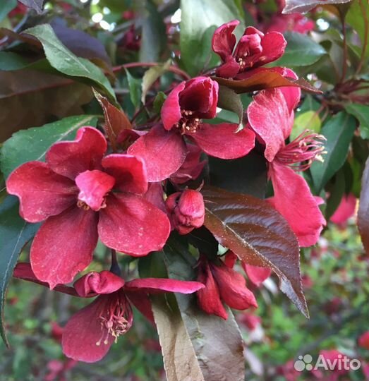 Яблоня Роялти саженец