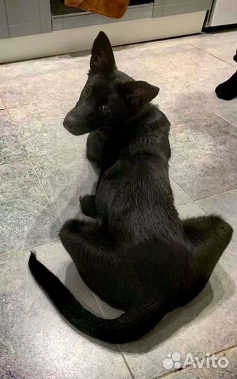 Щенок бесплатно черный метис