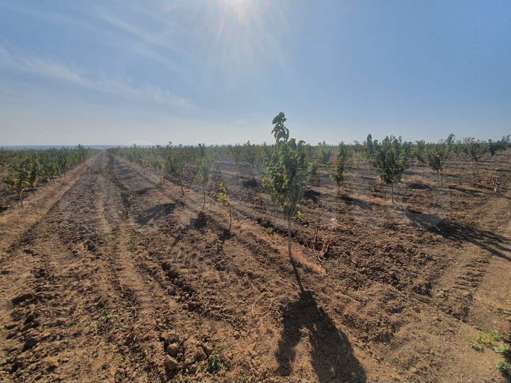 Участок 45 га (СНТ, ДНП)