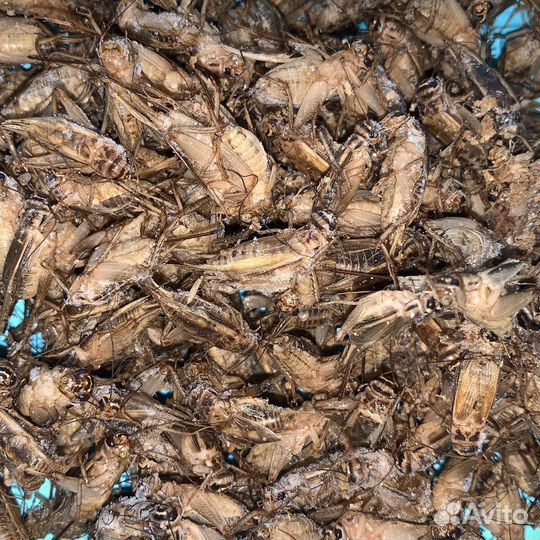 Сверчок,зоофобас