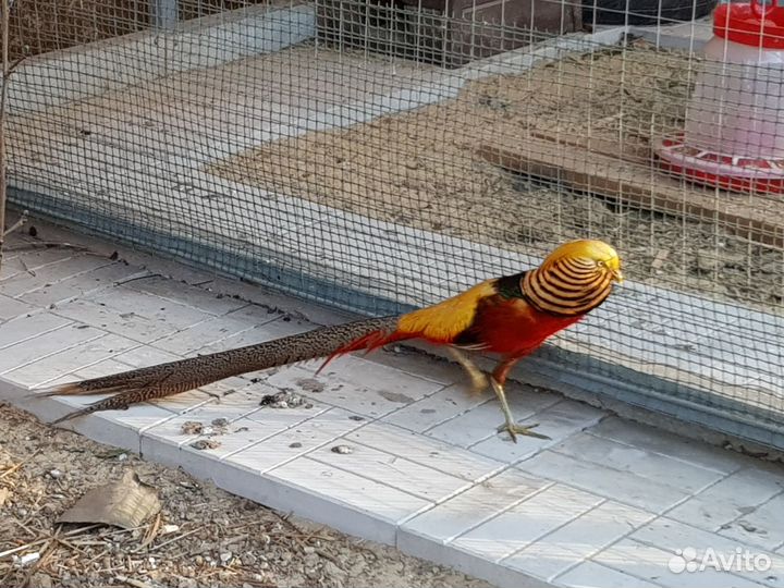 Фазаны,индюки и многое другое