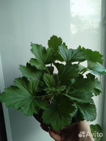 Королевская пеларгония бронь