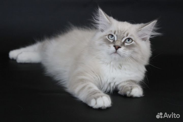 Невские маскарадные котята