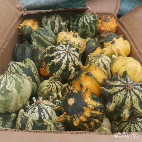 Тыква хеллоуин