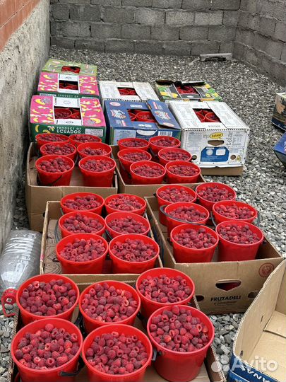 Малина бомба