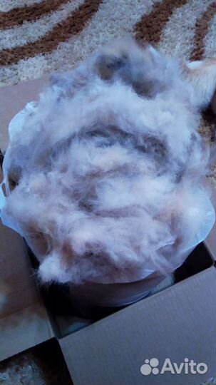 Шерсть собачья Акита ину